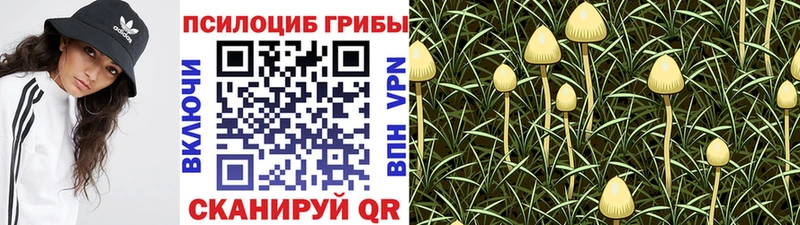 Псилоцибиновые грибы GOLDEN TEACHER Кохма