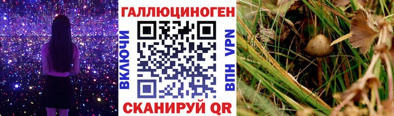 Галлюциногенные грибы Psilocybine cubensis  MEGA ONION  Кохма 